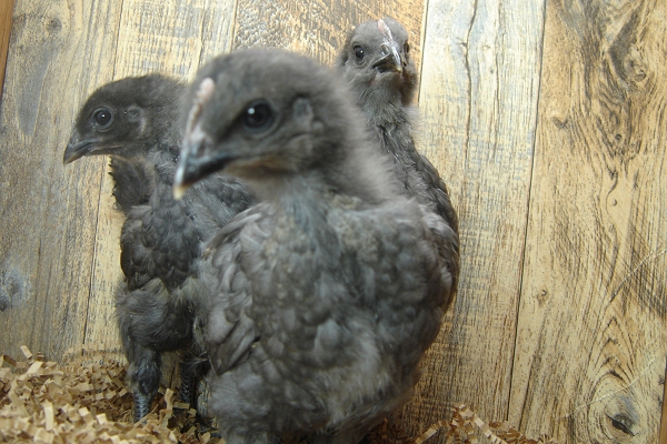 3 Pullet Chicks Week 3 - Steel Blue Novagen